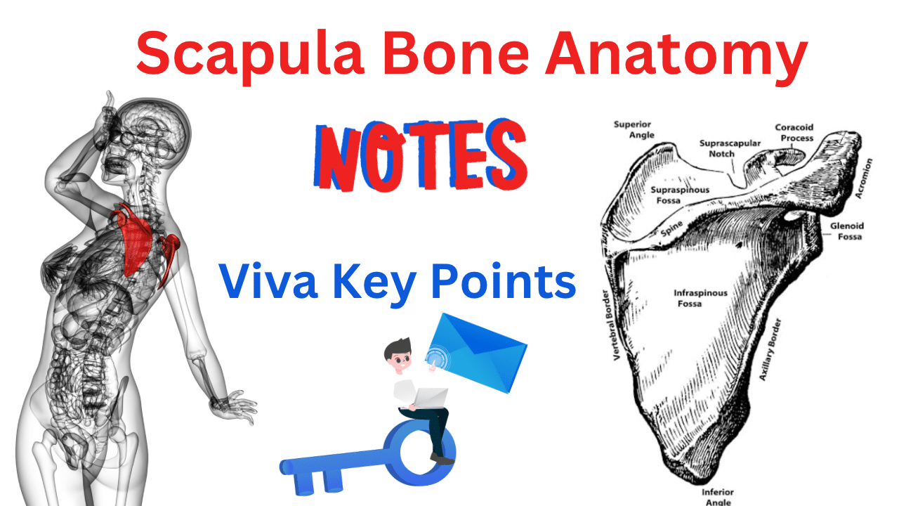 Scapula Bone Anatomy notes