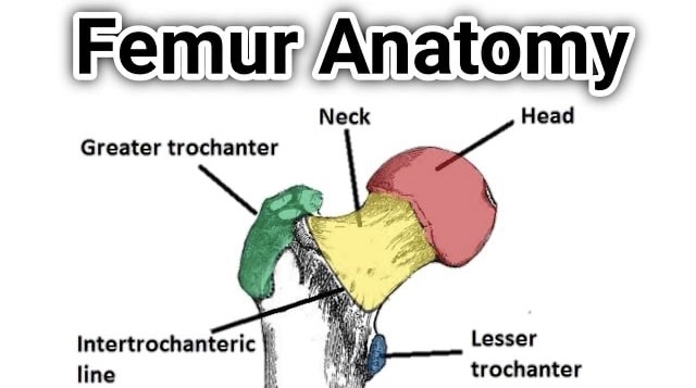 femur Bone anatomy