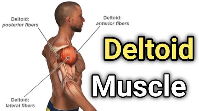 What is Deltoid Muscle ?