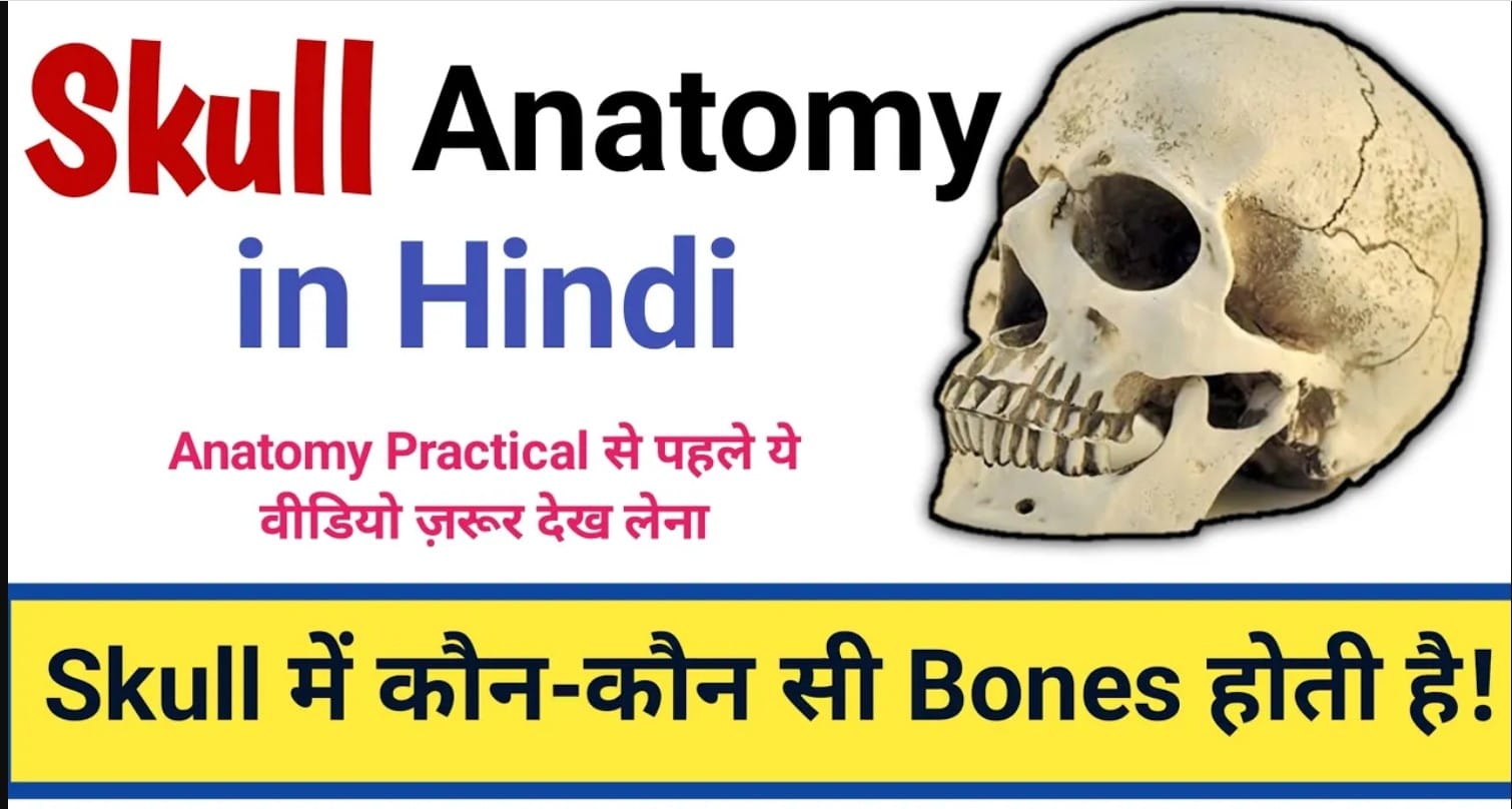 Skull Anatomy: Structure and Function
