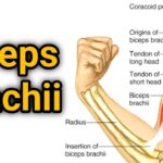 Biceps Brachii: In-Depth Look at this Powerful Muscle