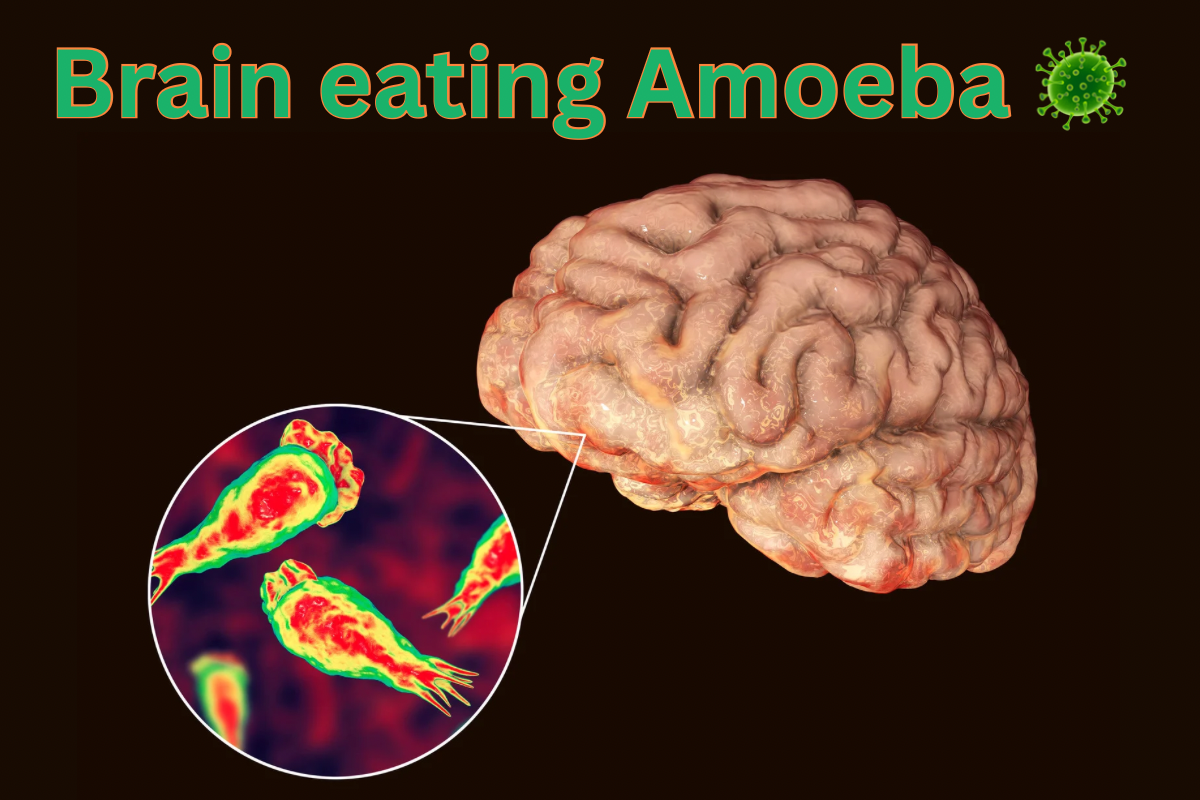 Deadly Brain-Eating Amoeba: What You Need to Know